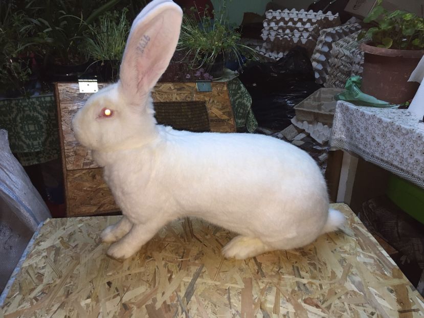 0-1.....8,5Kg - 0 Lotul meu Național la alb ptr 2017