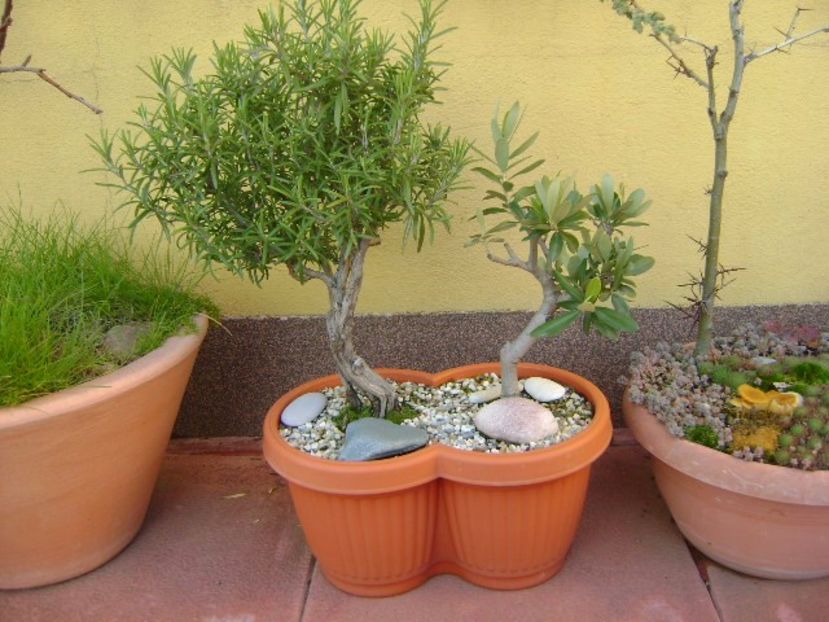 Rozmarin & Maslin - Bonsai si prebonsai 2016-2017