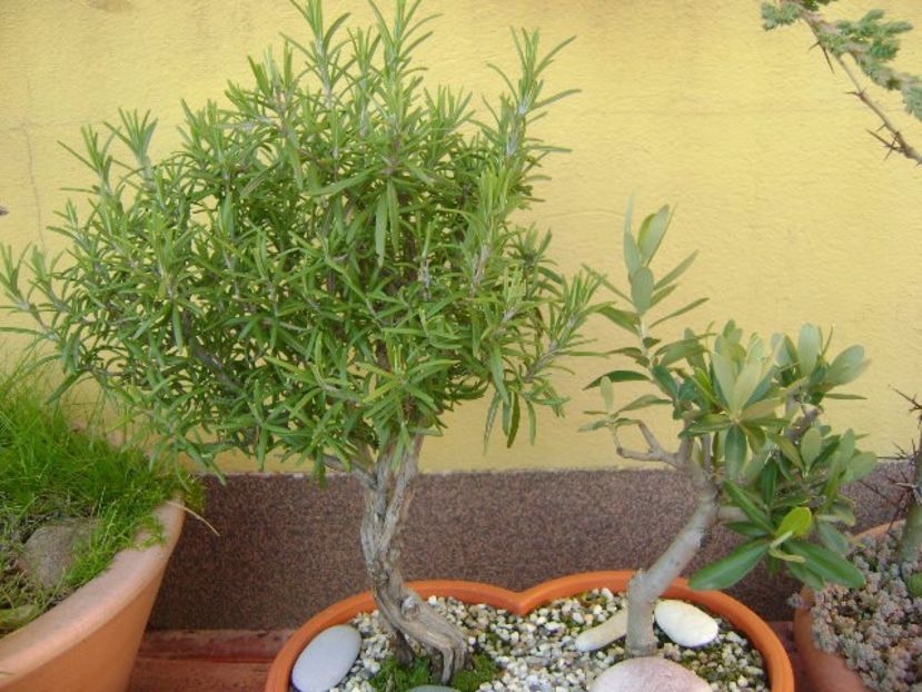 Rozmarin si Maslin - Bonsai si prebonsai 2016-2017