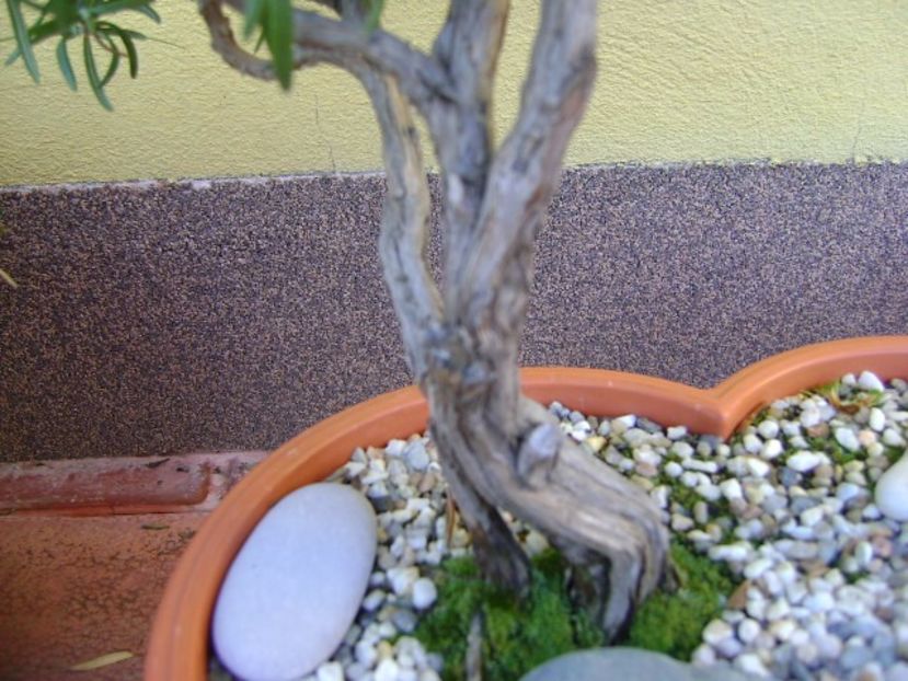 Rozmarin, detaliu - Bonsai si prebonsai 2016-2017