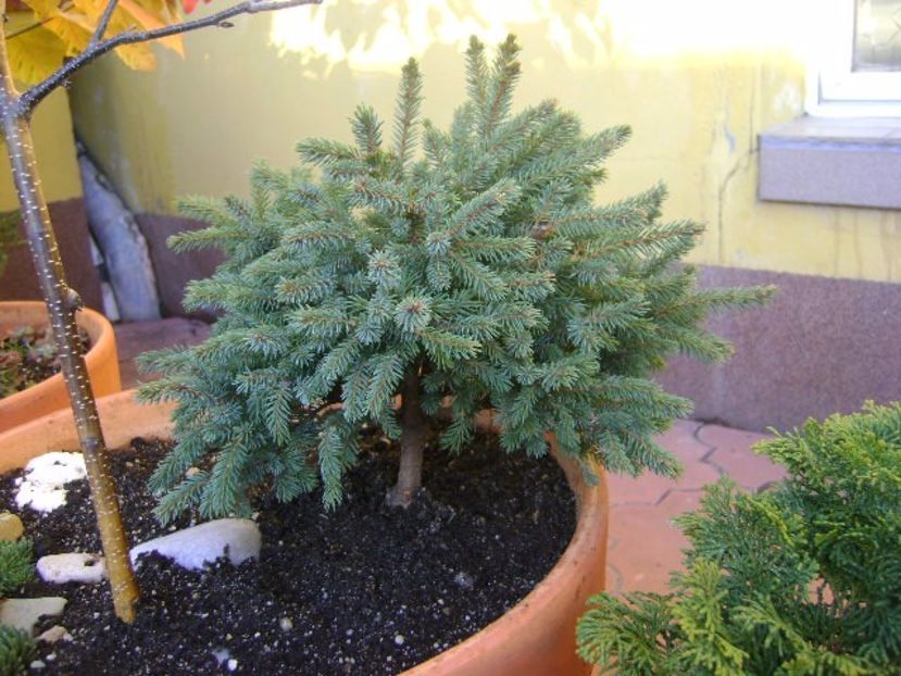 Forme si culori la sfarsit de noiembrie - Toamna 2016-2017