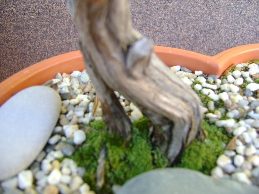 Rozmarin, detaliu - Toamna 2016-2017