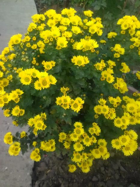  - Crizanteme toamna 2016-2017