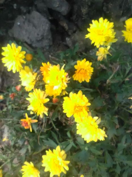  - Crizanteme toamna 2016-2017