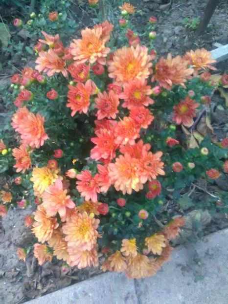 - Crizanteme toamna 2016-2017