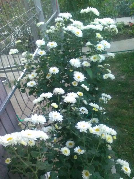  - Crizanteme toamna 2016-2017