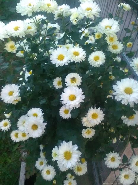  - Crizanteme toamna 2016-2017