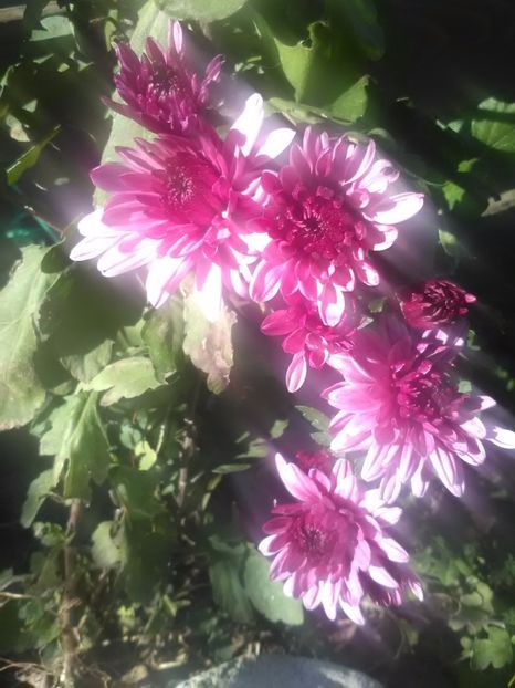  - Crizanteme toamna 2016-2017