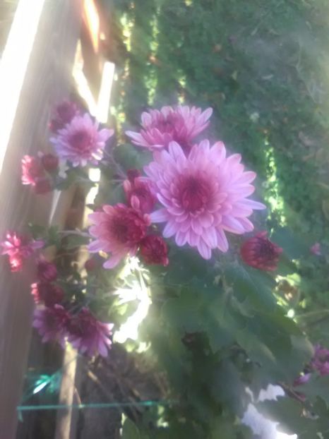  - Crizanteme toamna 2016-2017