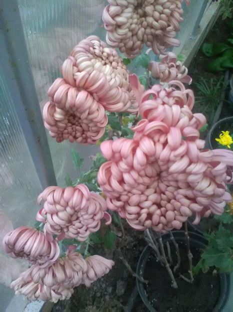  - Crizanteme toamna 2016-2017