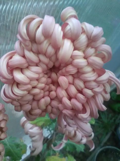  - Crizanteme toamna 2016-2017