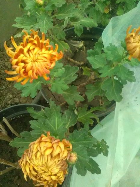  - Crizanteme toamna 2016-2017