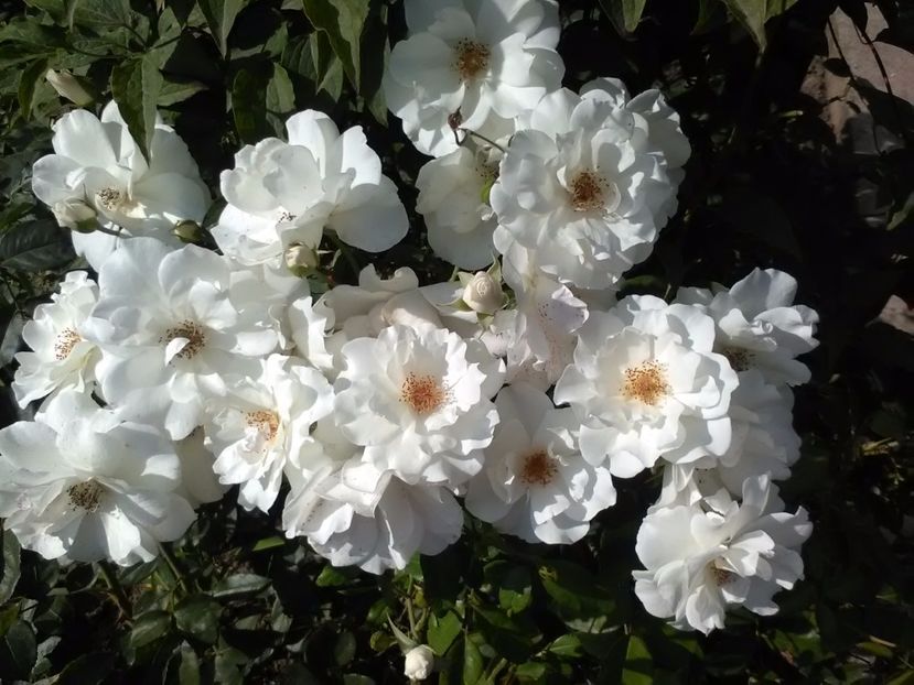  - Gradina Toamna 2017