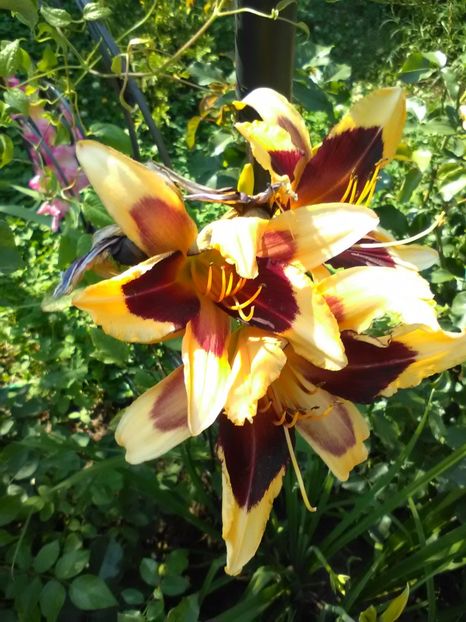  - Gradina Toamna 2017