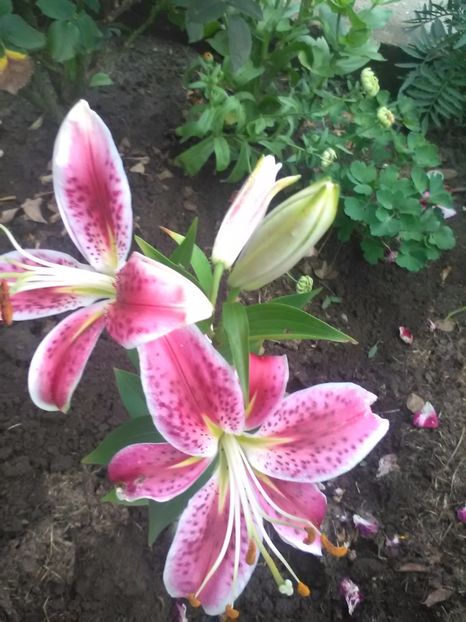  - Gradina Toamna 2017