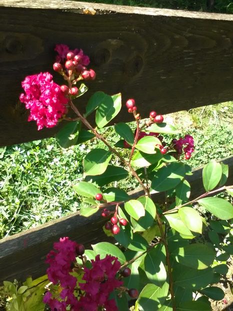  - Gradina Toamna 2017