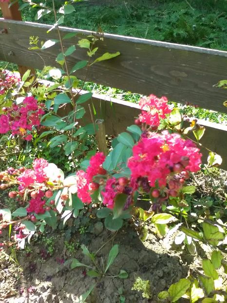  - Gradina Toamna 2017