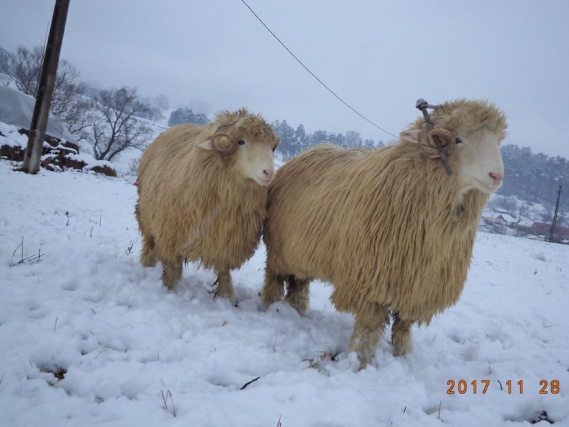  - Berbecuti 2016-2017-2018