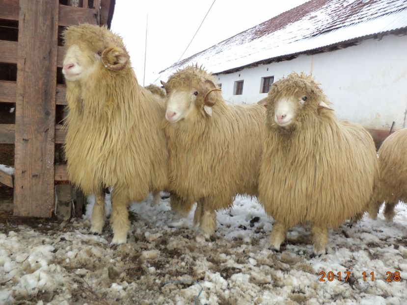  - Berbecuti 2016-2017-2018