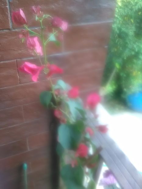  - Gradina Toamna 2017