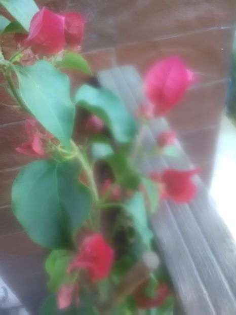  - Gradina Toamna 2017