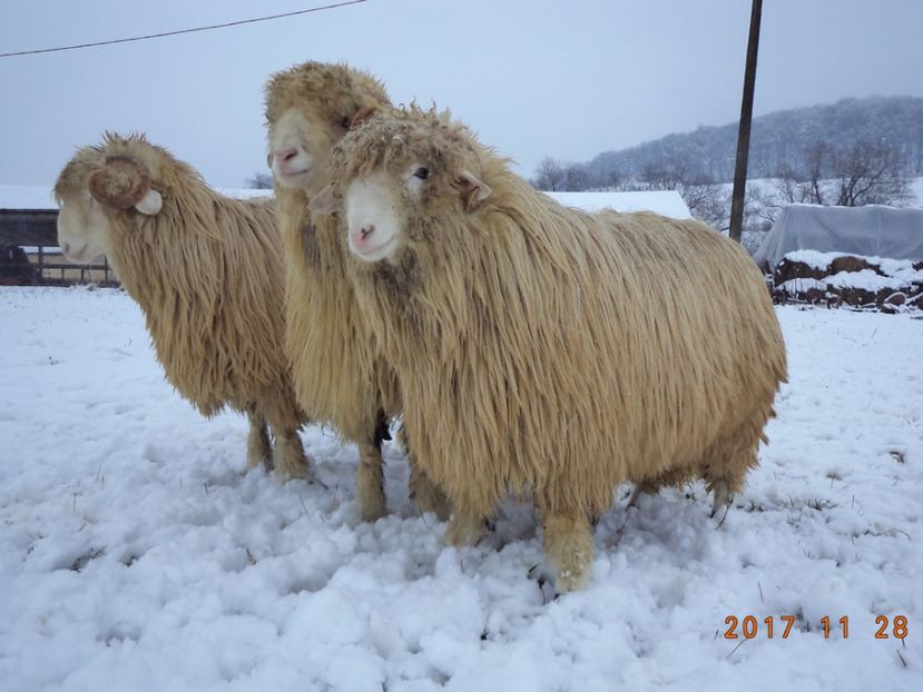  - Berbecuti 2016-2017-2018