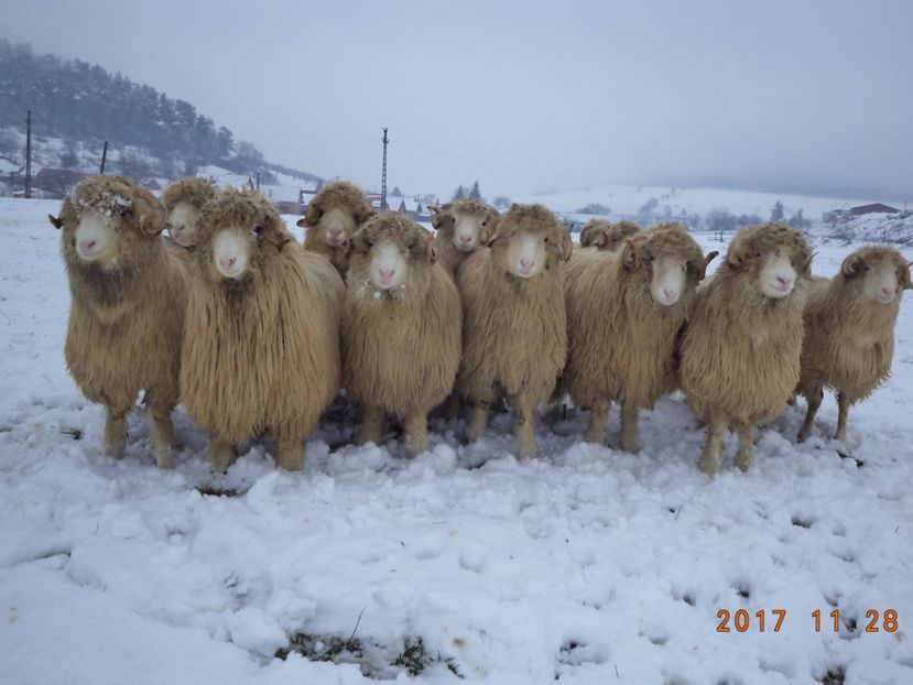  - Berbecuti 2016-2017-2018