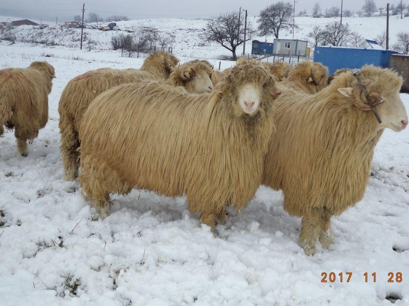  - Berbecuti 2016-2017-2018