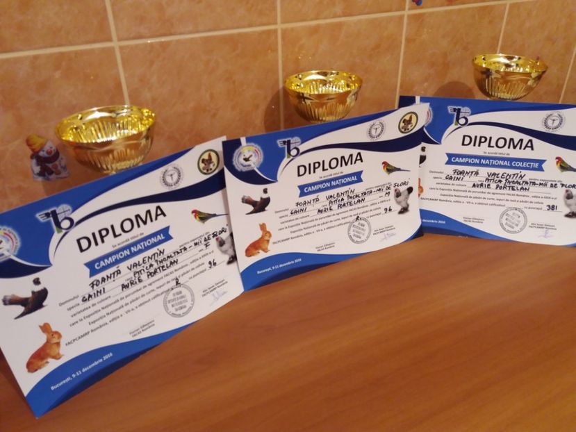 Nationala Bucuresti dec. 2016 - Rezultate