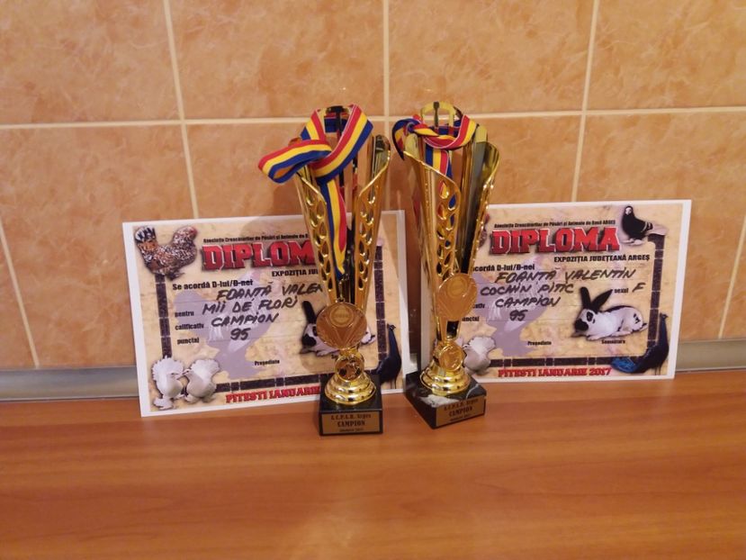 Judeteana Pitesti ian. 2017 - Rezultate