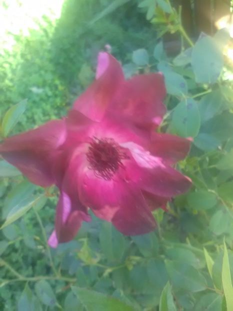  - Gradina Toamna 2017