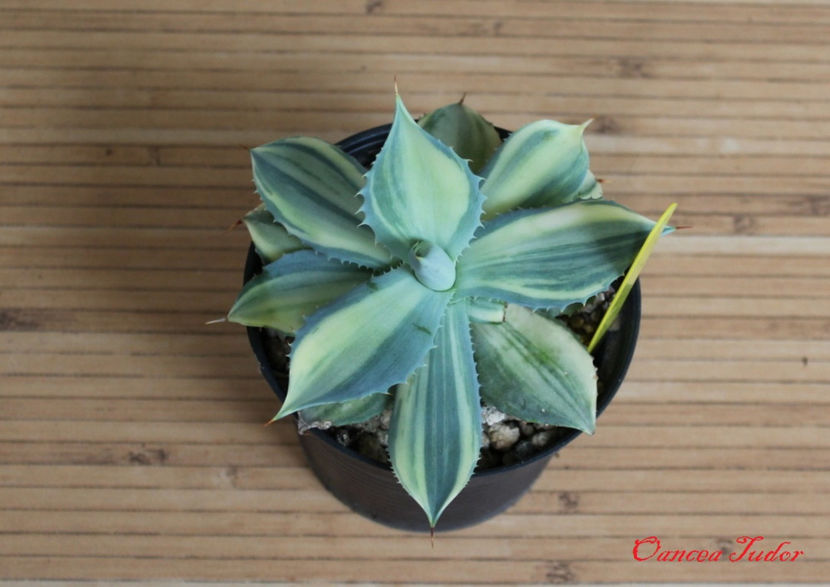 Agave Isthmensis Variegated - Agave Isthmensis