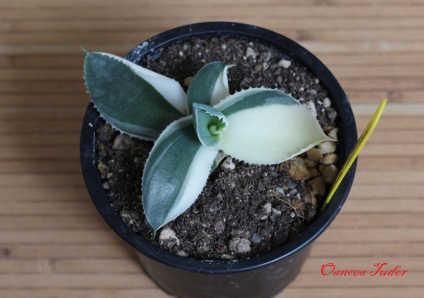 Agave Gypsophila Ivory Curls Half Moon - Agave Gypsophila