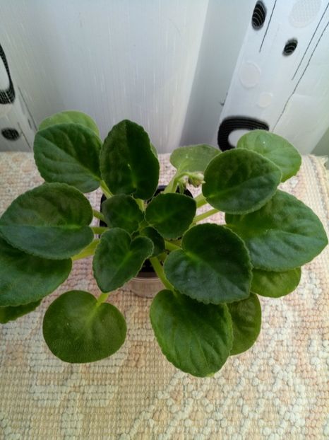 29 nov - ZZ Neznaica sport