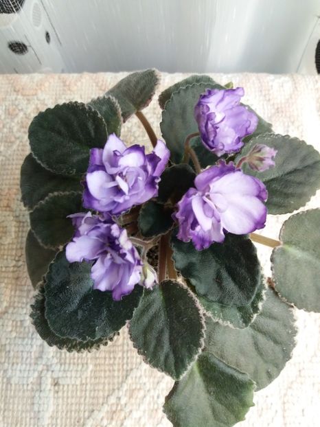 25 nov - ZZ Buckeye Blushing