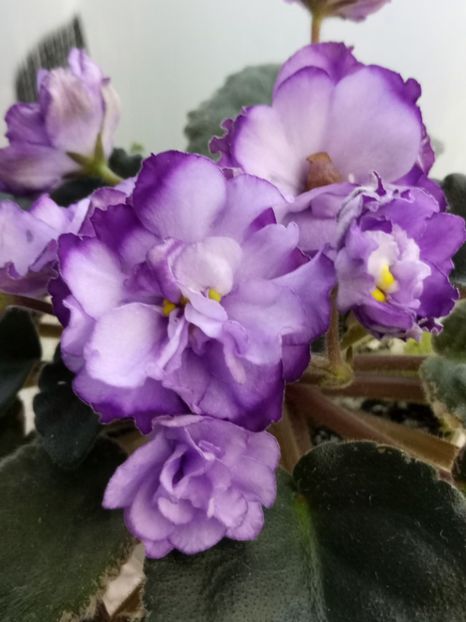 29 nov - ZZ Buckeye Blushing