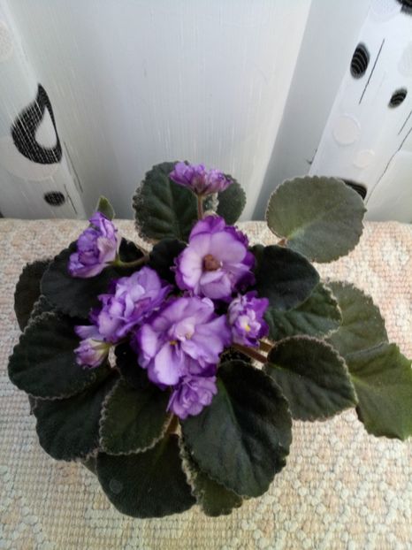 29 nov - ZZ Buckeye Blushing