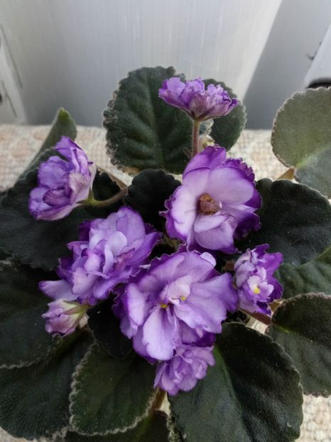 29 nov - ZZ Buckeye Blushing