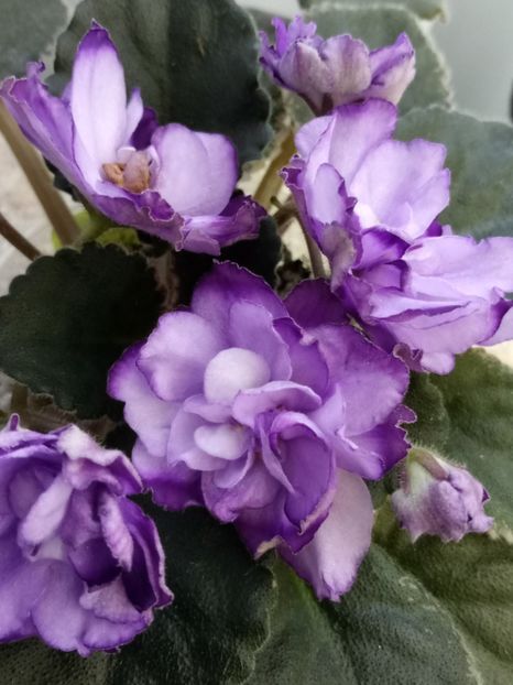 29 nov - ZZ Buckeye Blushing