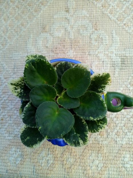 29 nov - ZZ Ian Bokal