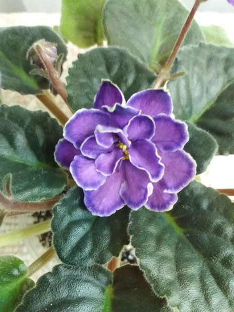 25 nov - ZZ King s Treasure