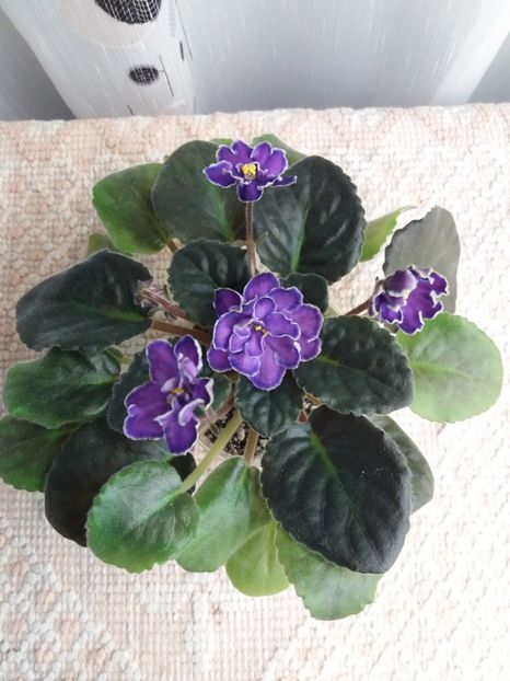 25 nov - ZZ King s Treasure