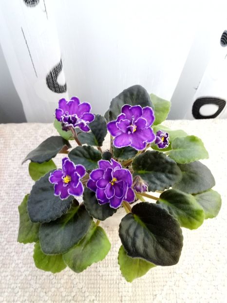 29 nov - ZZ King s Treasure