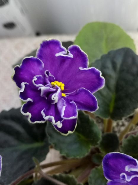 29 nov - ZZ King s Treasure