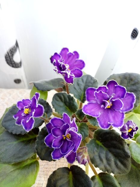  - ZZ King s Treasure