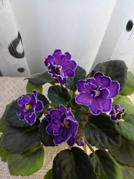  - ZZ King s Treasure