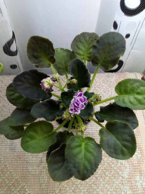 29 nov - ZZ LE Aisedora