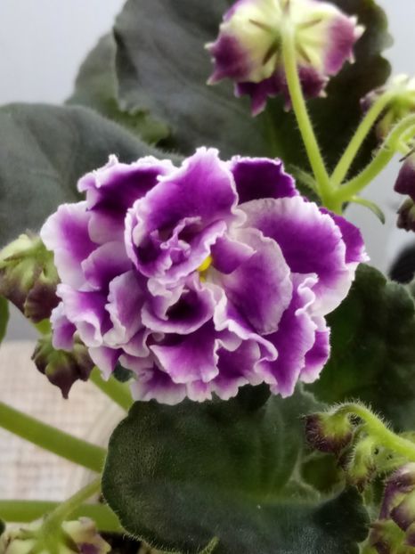 29 nov - ZZ LE Aisedora