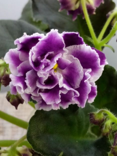 29 nov - ZZ LE Aisedora