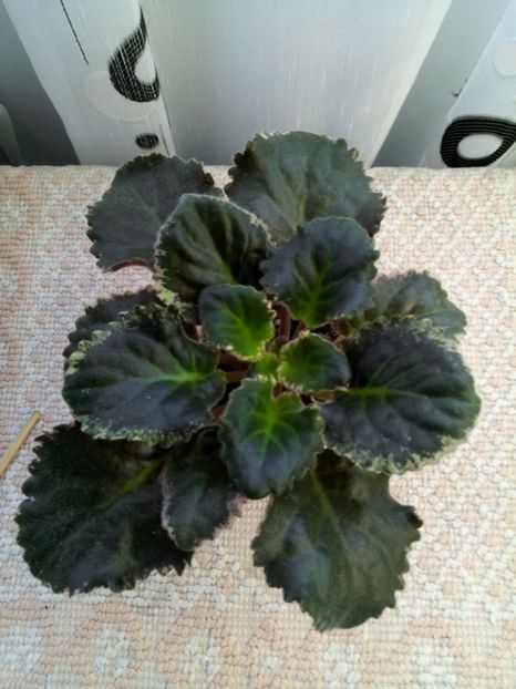 29 nov - ZZ LE Pariszkije Tainy